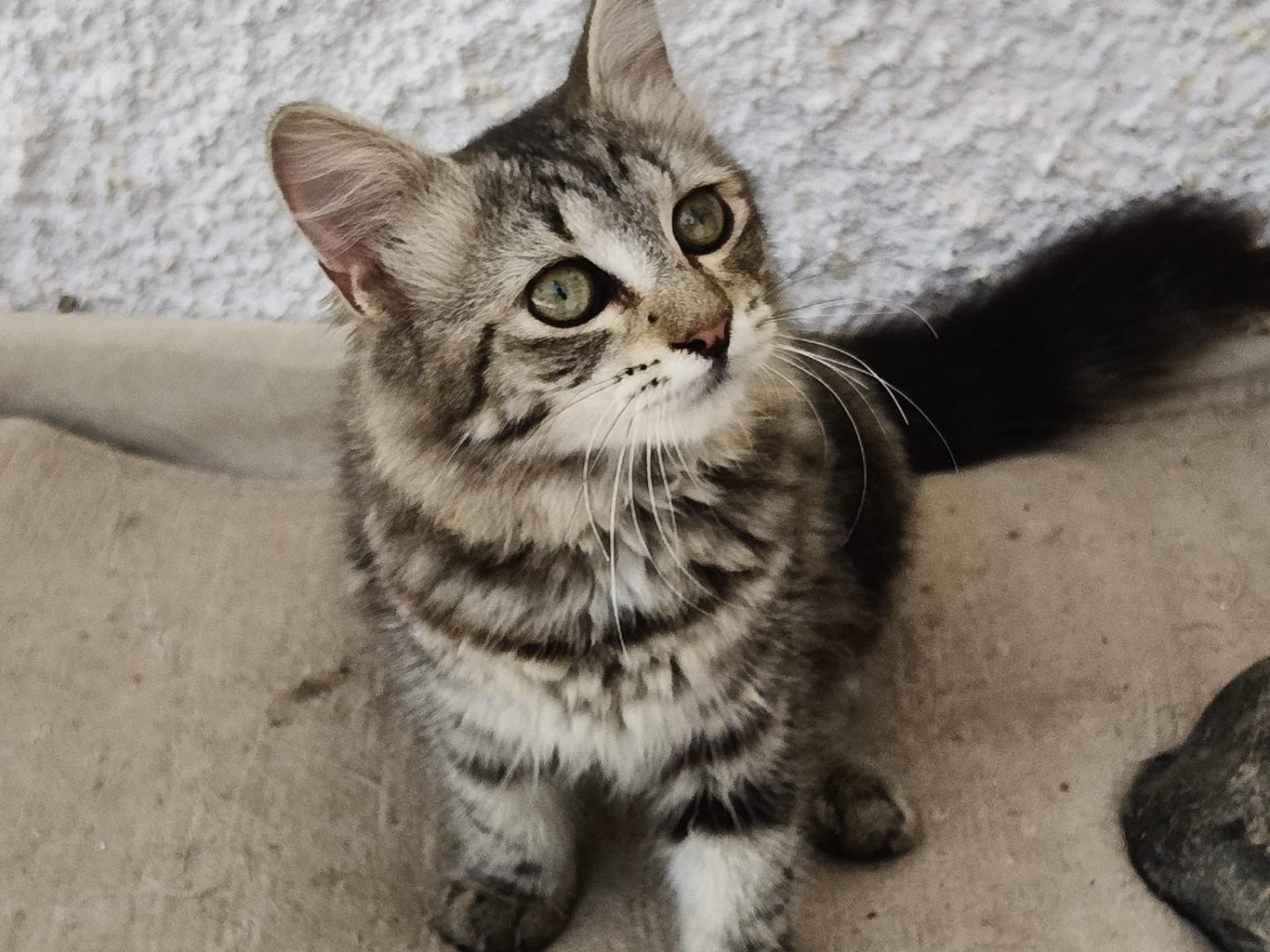 Adotta un gatto, femmina, 4 mesi, Crotone