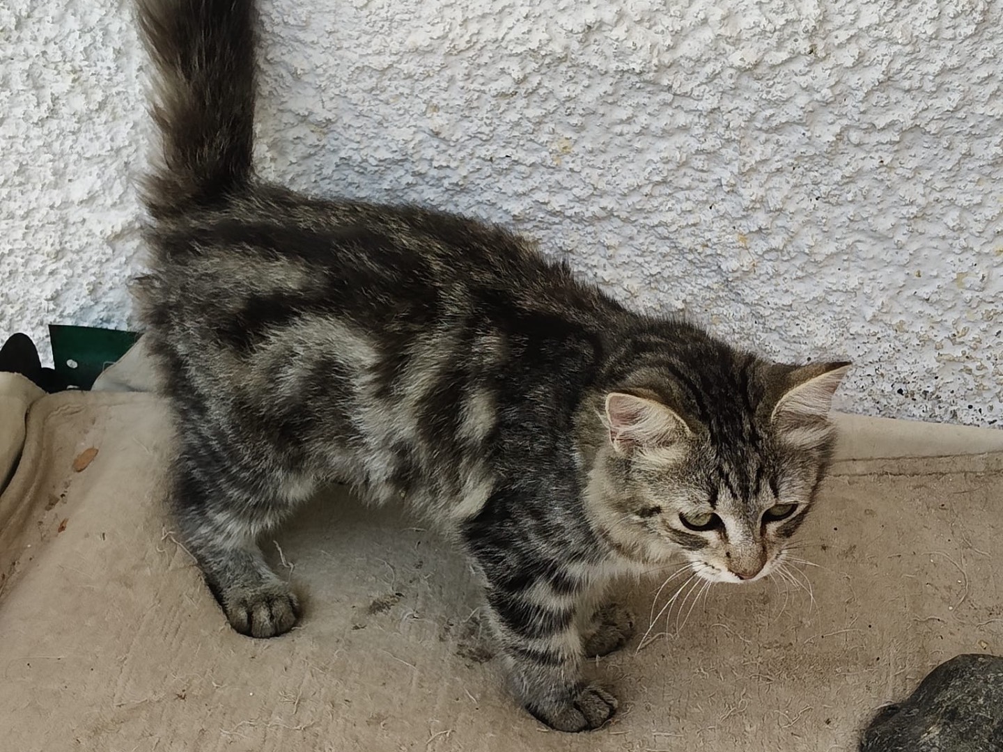 Adotta un gatto, taglia non valida, femmina, Crotone