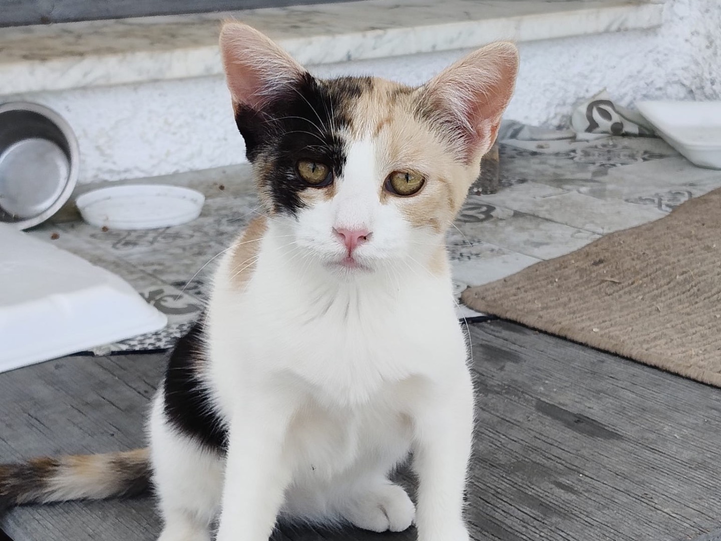 Adozione gatto, femmina, Razza sconosciuta Razza sconosciuta, 4 mesi, taglia non valida, Crotone