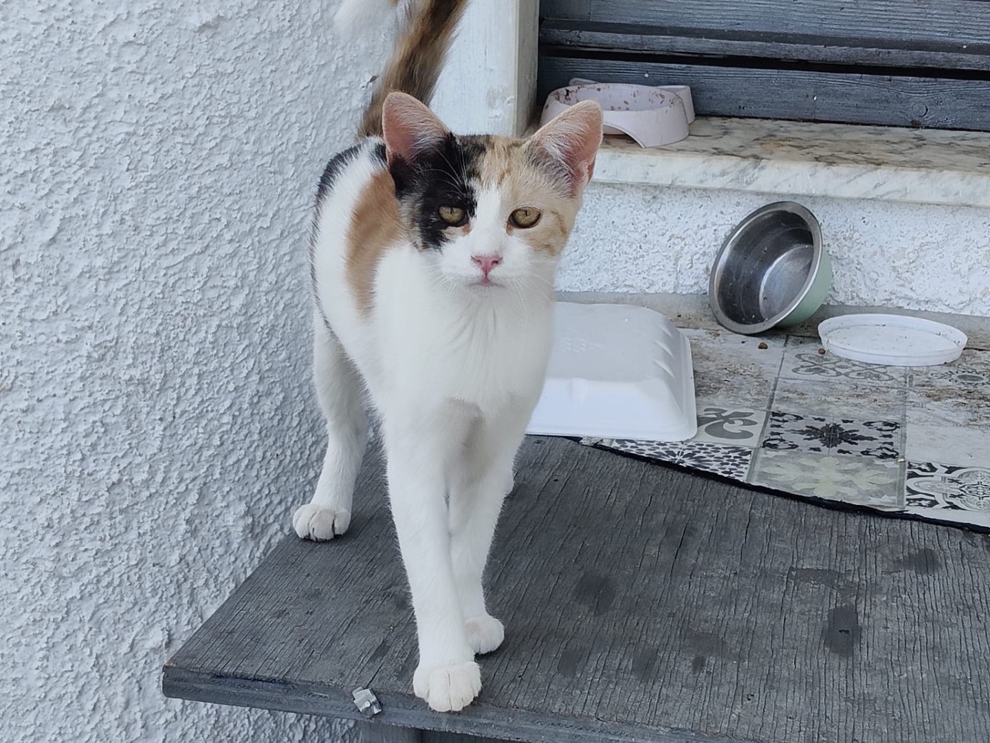 Adotta un gatto, femmina, 4 mesi, Crotone