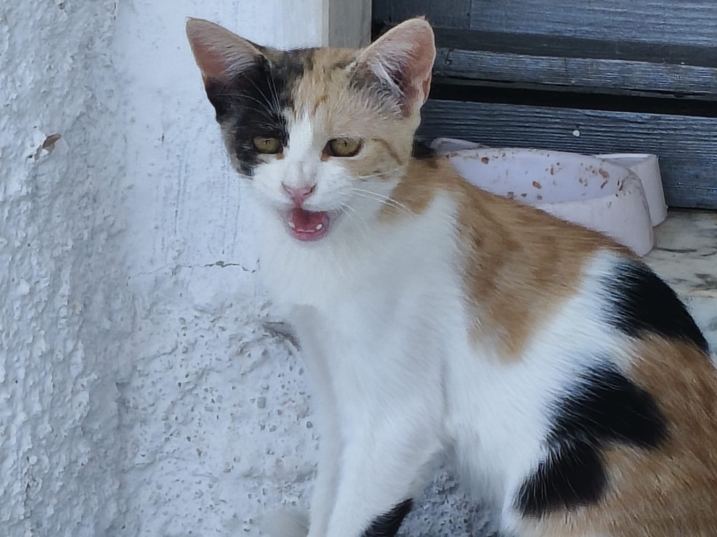Adotta un gatto, taglia non valida, femmina, Crotone