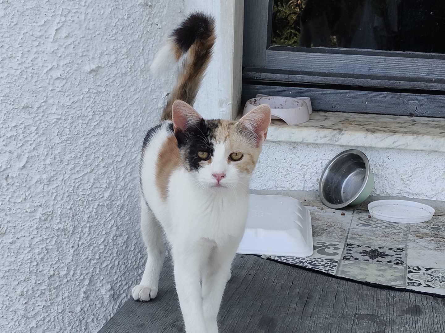 Vuoi adottare un gatto a Crotone?