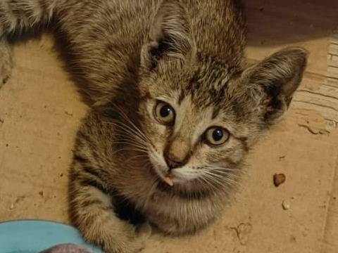 Adozione gatto, femmina, Razza sconosciuta Razza sconosciuta, 4 mesi, taglia non valida, Catania