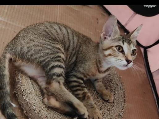 Adotta un gatto, femmina, 4 mesi, Catania