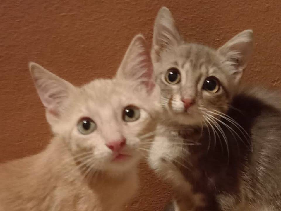 Adozione gatto, maschio, Razza sconosciuta Razza sconosciuta, 4 mesi, taglia non valida, Catania