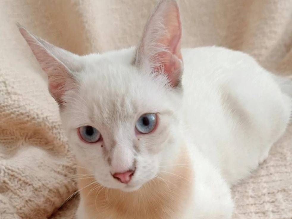 Adozione gatto, femmina, Razza sconosciuta Razza sconosciuta, 5 mesi, taglia non valida, Catania