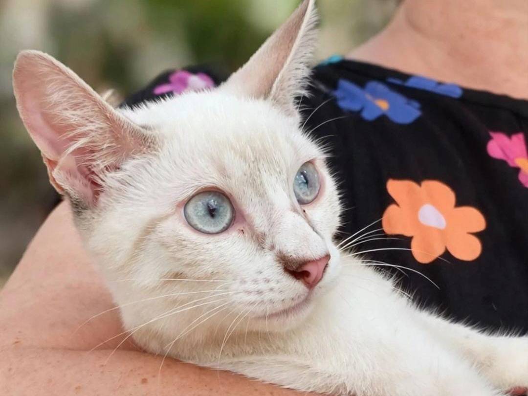 Adotta un gatto, femmina, 5 mesi, Catania