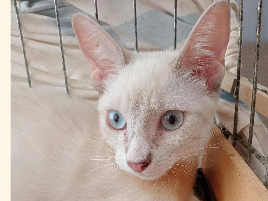 Adotta un gatto, taglia non valida, femmina, Catania