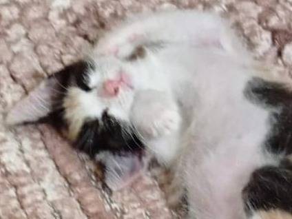 Adotta un gatto, femmina, 3 mesi, Catania
