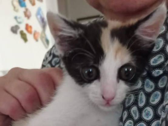 Adozione gatto, femmina, Razza sconosciuta Razza sconosciuta, 3 mesi, taglia non valida, Catania