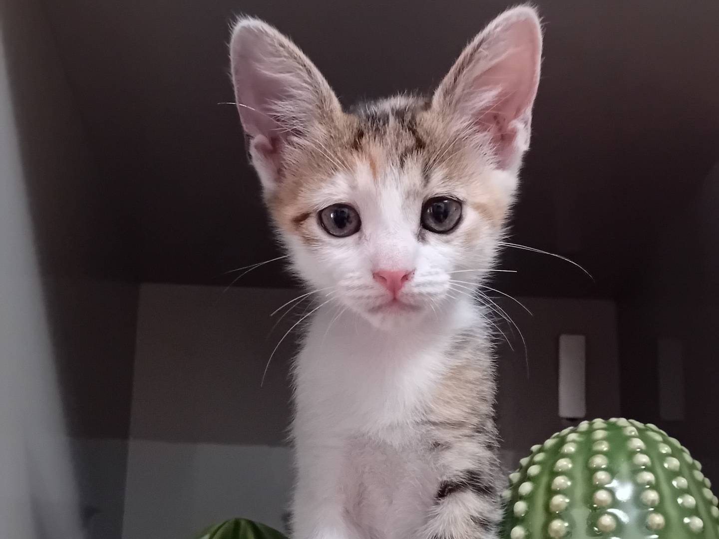 Vuoi adottare un gatto a Latina?