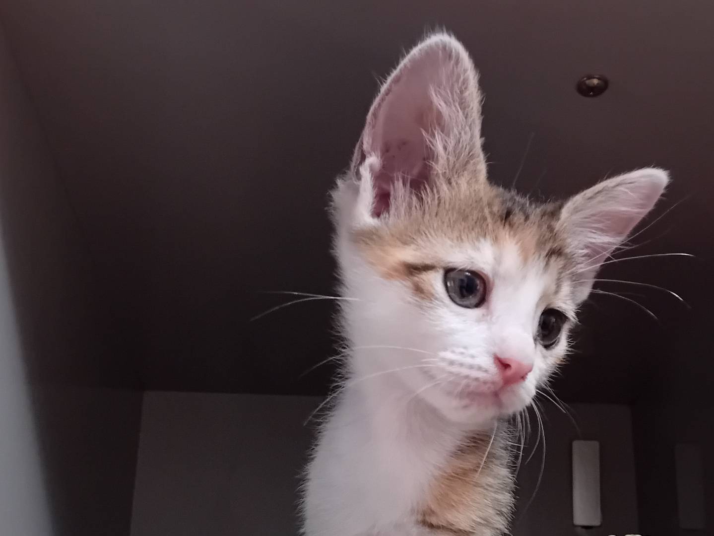 Adotta il gatto FIORE a Latina