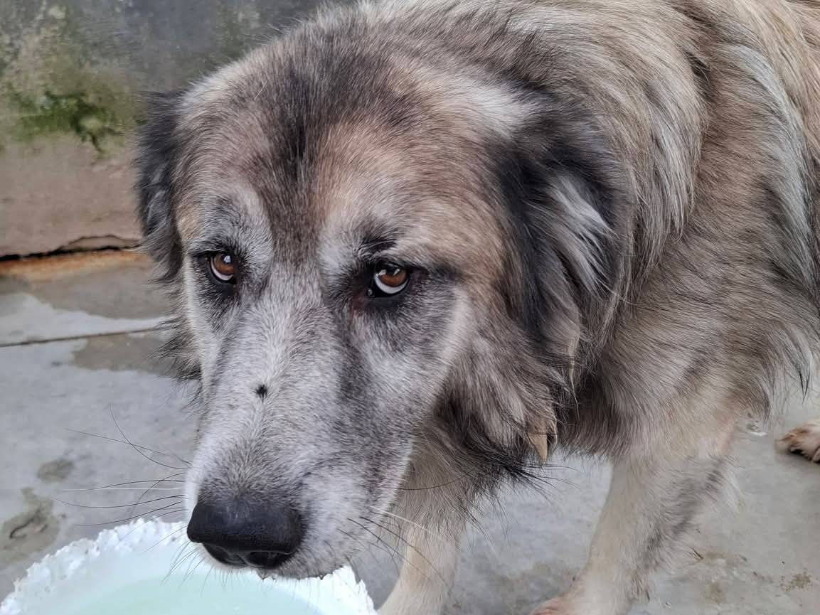 Adozione cane, maschio, Razza sconosciuta Razza sconosciuta, 6 anni e 8 mesi, taglia grande, Caserta