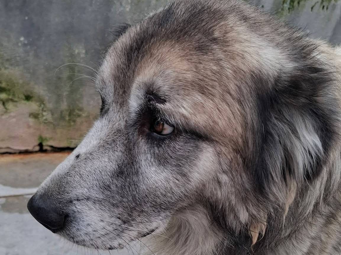 Adotta un cane, maschio, 6 anni e 8 mesi, Caserta