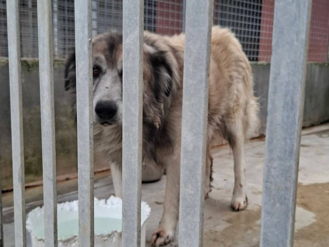 Adotta un cane, taglia grande, maschio, Caserta