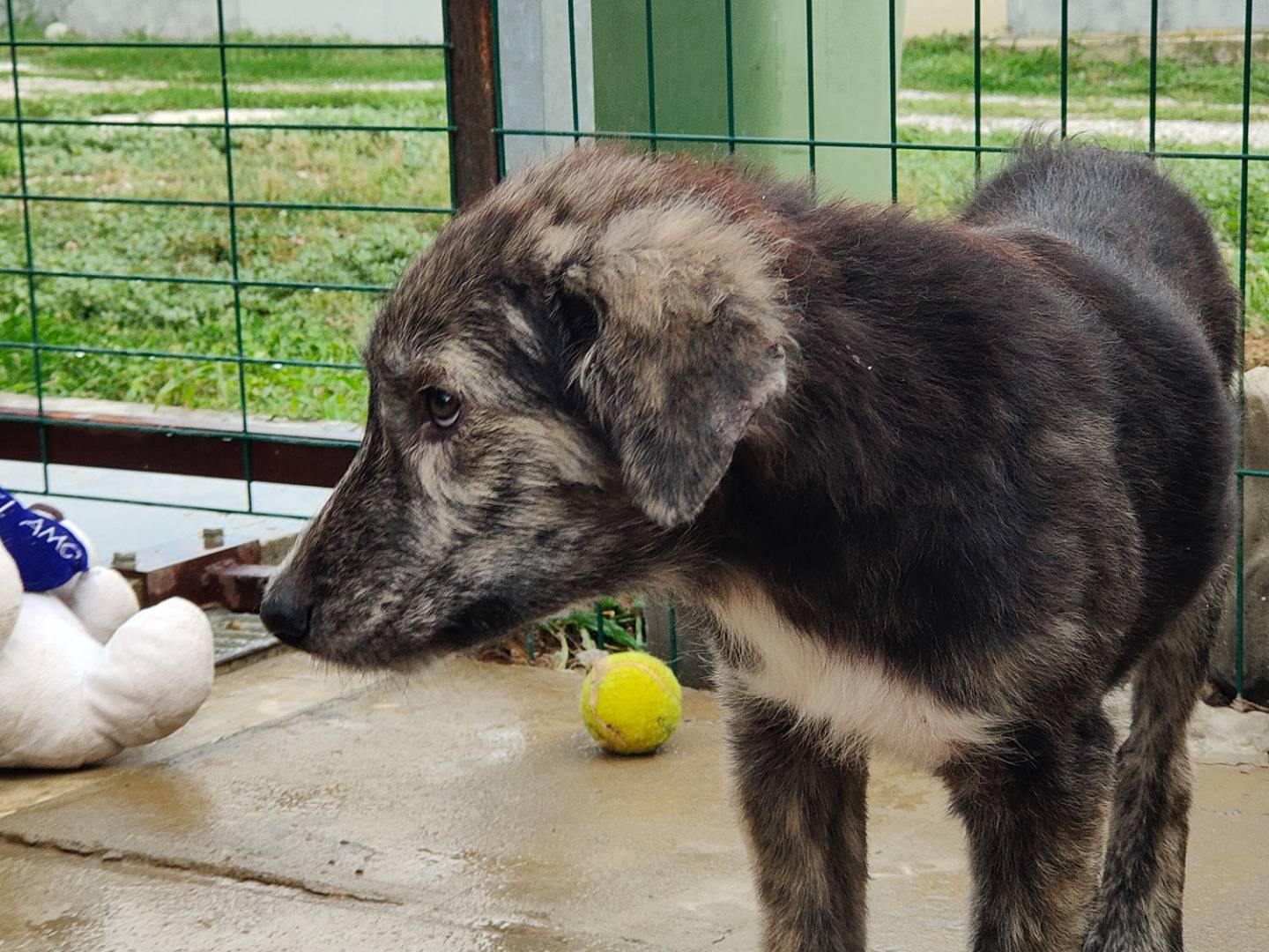 Adotta un cane, maschio, 4 mesi, Cuneo