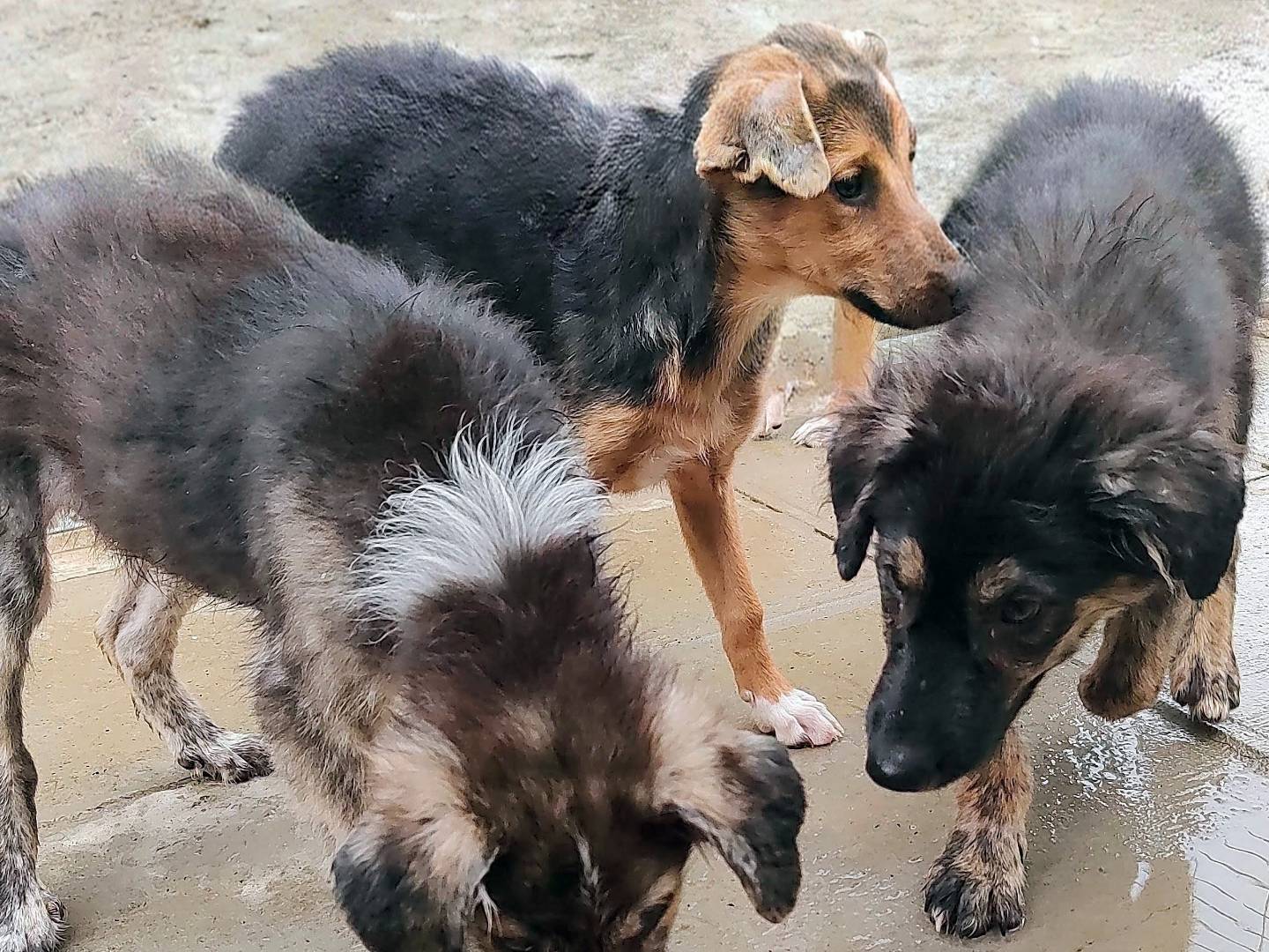 Adotta un cane, taglia media, maschio, Cuneo