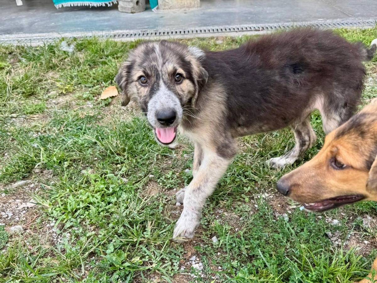 Adozione cane, maschio, Razza sconosciuta Razza sconosciuta, 4 mesi, taglia media, Cuneo