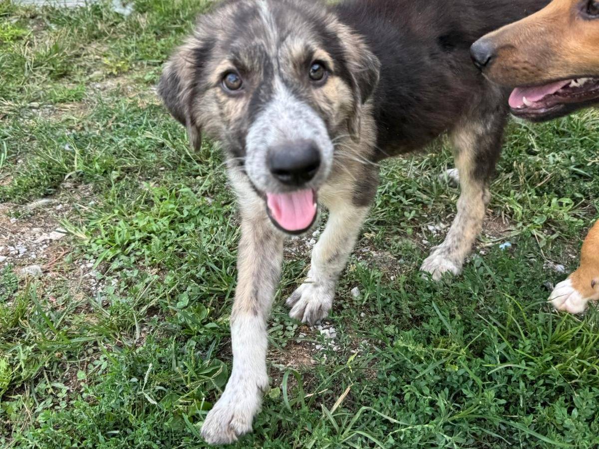 Adotta un cane, maschio, 4 mesi, Cuneo