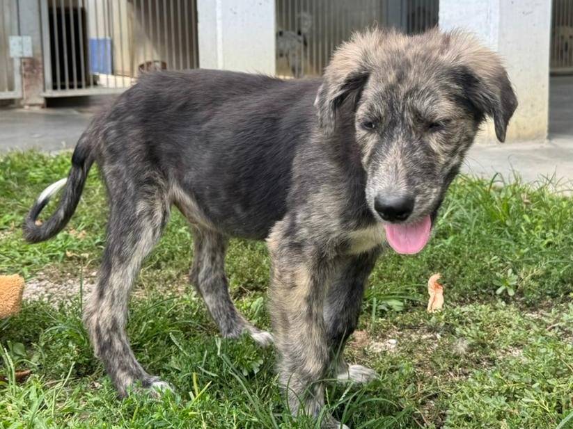 Adozione cane, maschio, Razza sconosciuta Razza sconosciuta, 4 mesi, taglia media, Cuneo