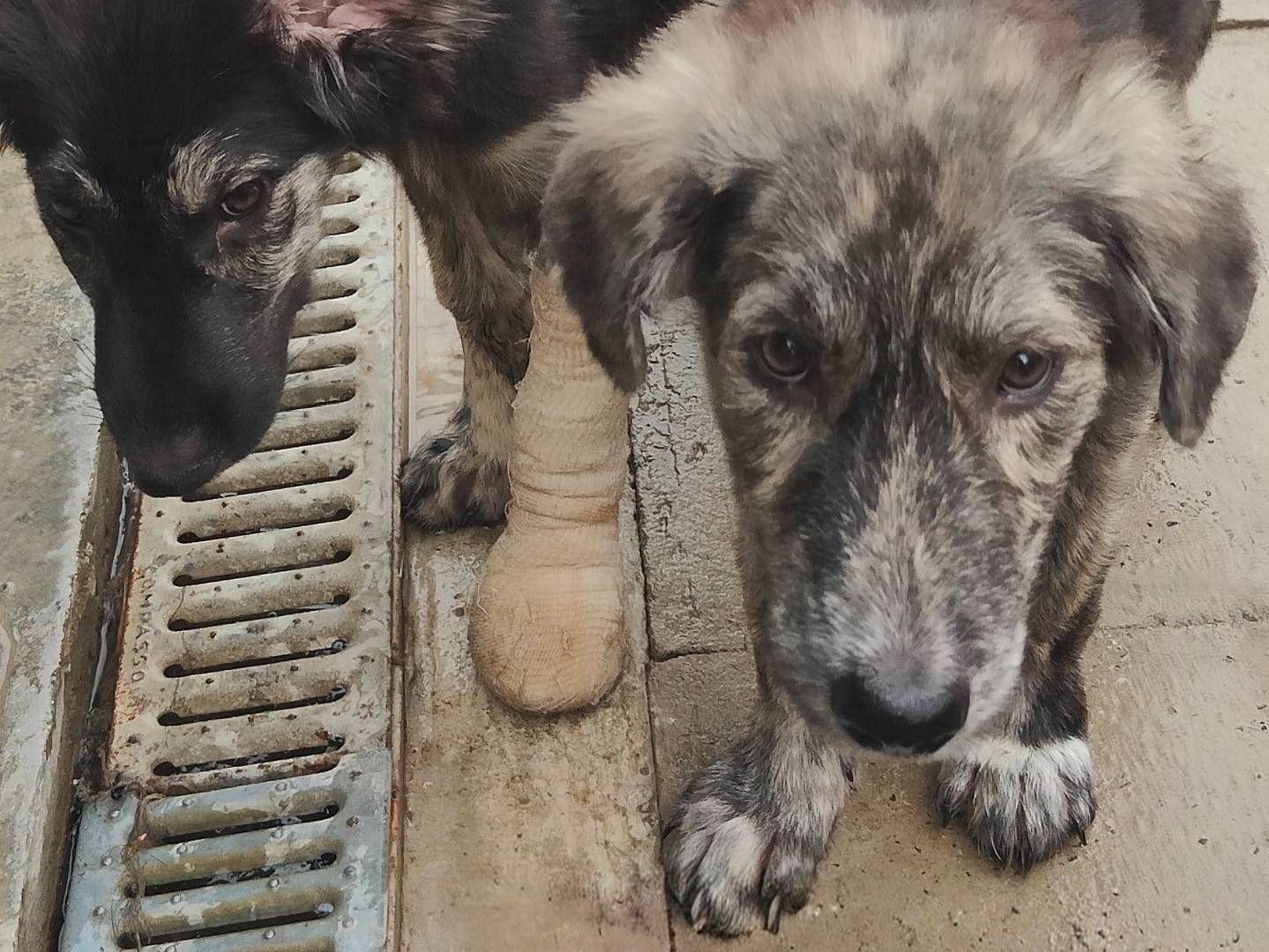 Adotta un cane, maschio, 4 mesi, Cuneo