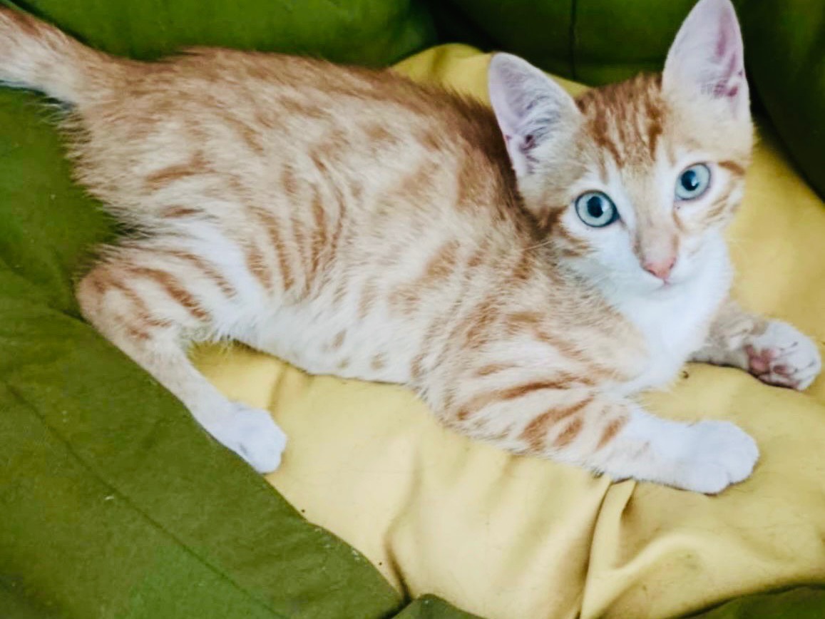 Adozione gatto, maschio, Razza sconosciuta Razza sconosciuta, 4 mesi, taglia non valida, Roma