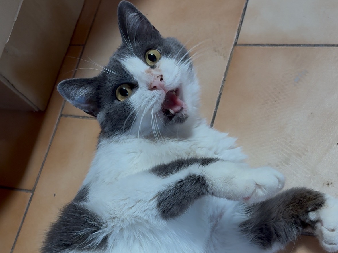 Adotta un gatto, taglia non valida, femmina, Potenza