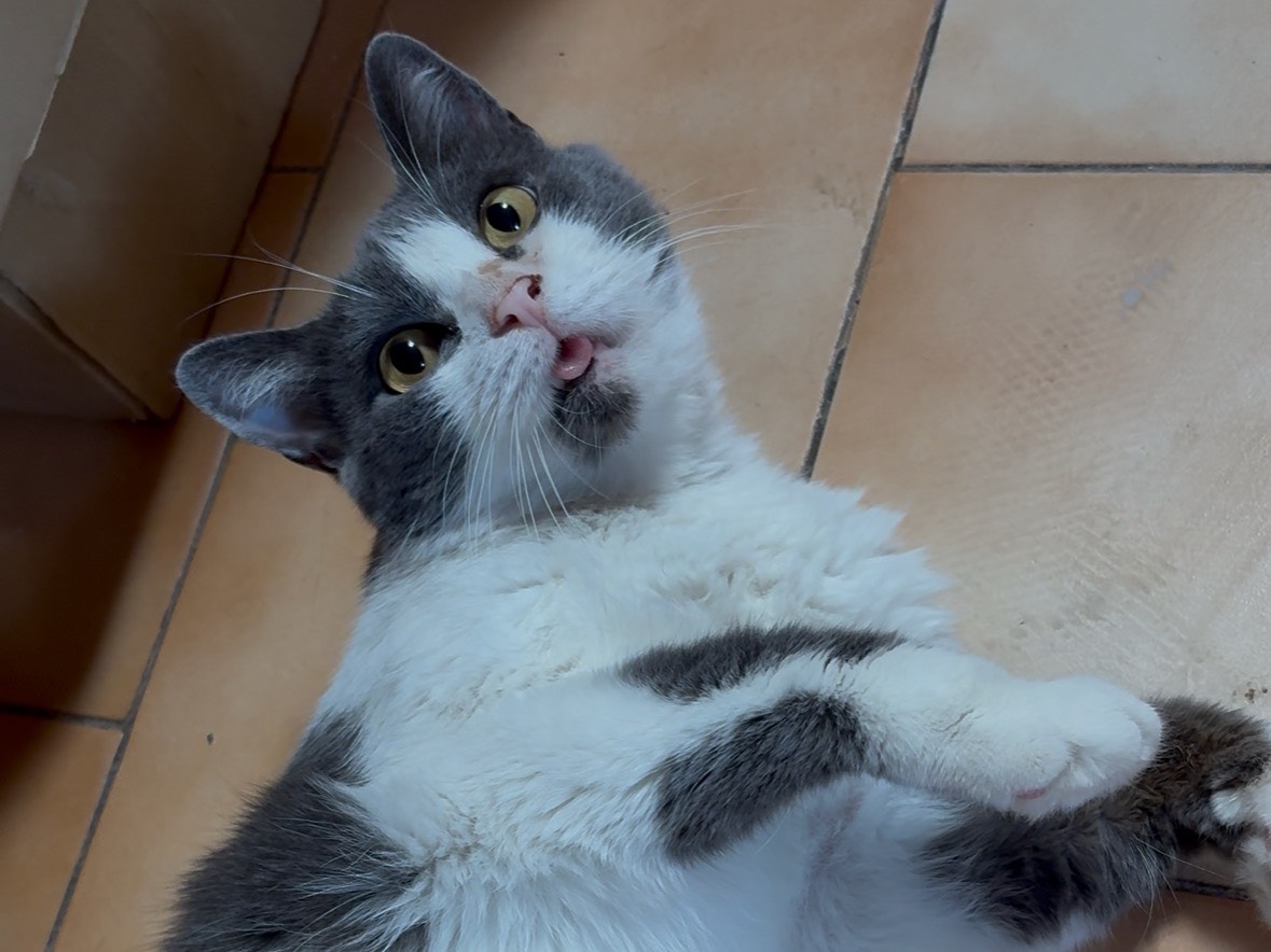 Vuoi adottare un gatto a Potenza?