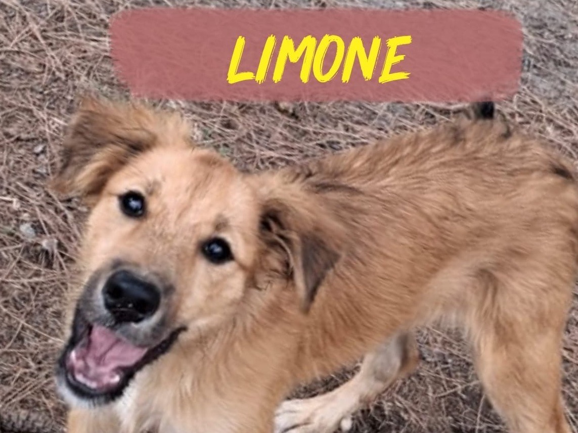 Adozione cane, femmina, Razza sconosciuta Razza sconosciuta, 3 mesi, taglia media, Crotone