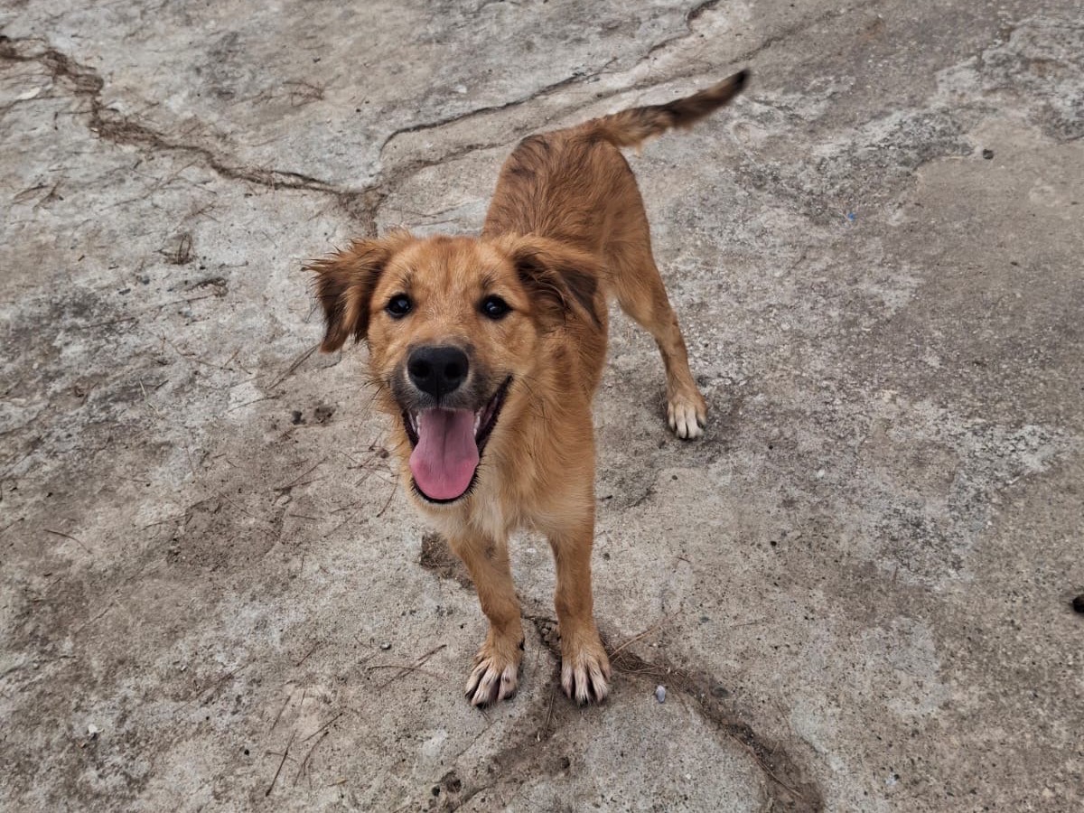 Adotta un cane, femmina, 3 mesi, Crotone