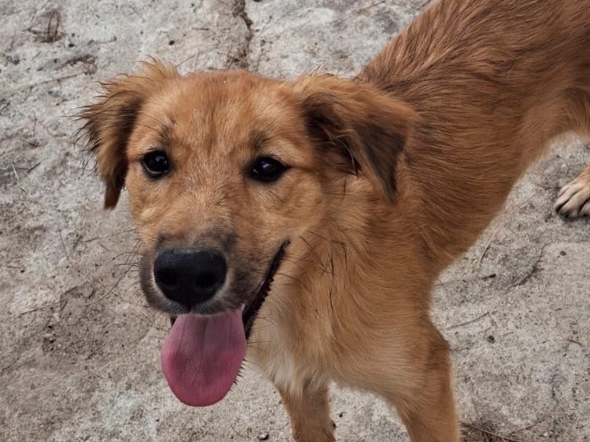 Adotta un cane, taglia media, femmina, Crotone