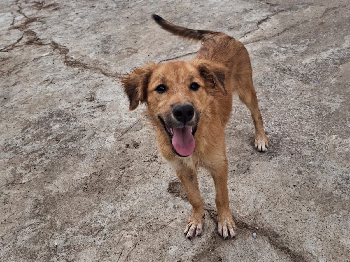 Vuoi adottare un cane a Crotone?
