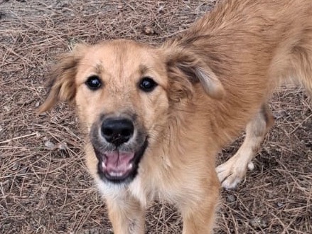 Adotta il cane Limone  a Crotone