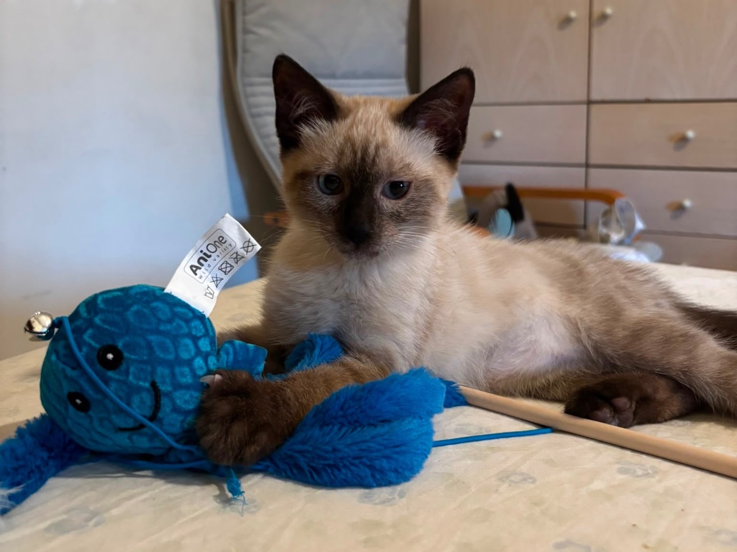 Vuoi adottare un gatto a Trento?
