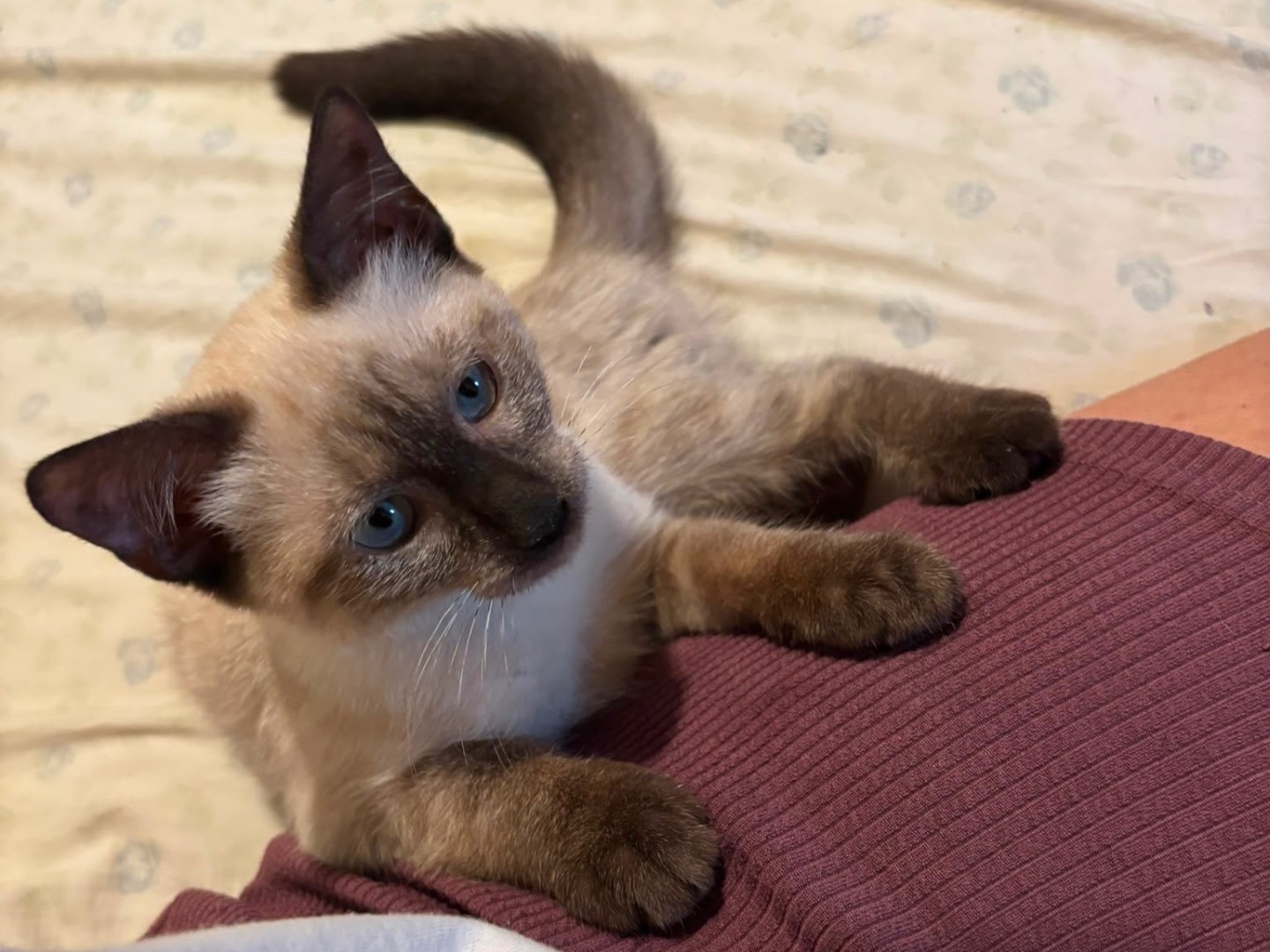 Adotta il gatto Sophie a Trento