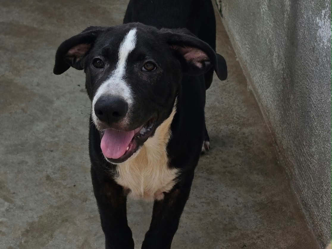 Adozione cane, maschio, Razza sconosciuta Razza sconosciuta, 4 mesi, taglia piccola, Napoli