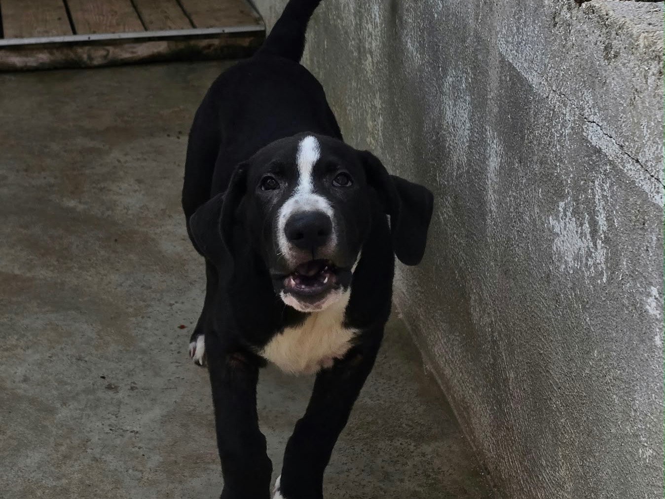 Adotta un cane, maschio, 4 mesi, Napoli