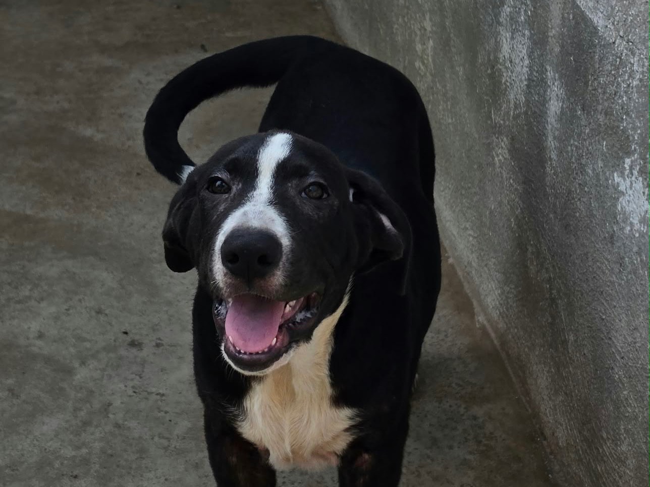 Adotta un cane, taglia piccola, maschio, Napoli