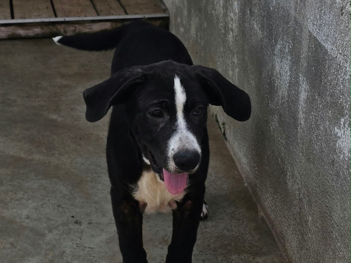 Vuoi adottare un cane a Napoli?