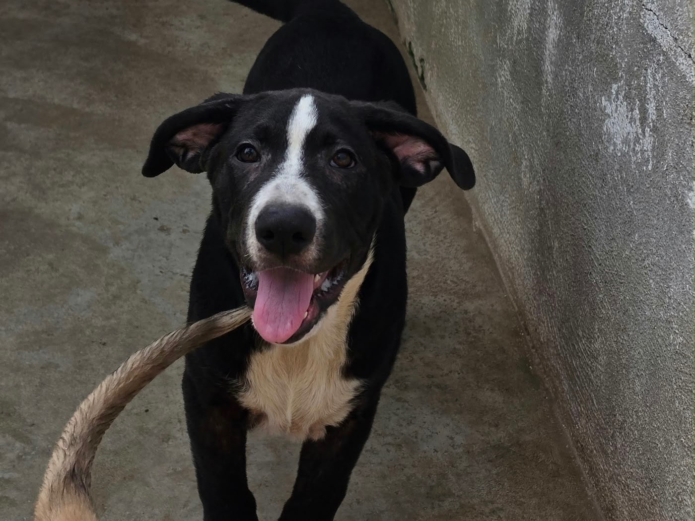 Adotta il cane Black a Napoli