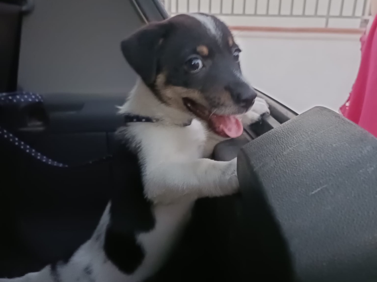 Adozione cane, maschio, Razza sconosciuta Razza sconosciuta, 2 mesi, taglia piccola, Napoli