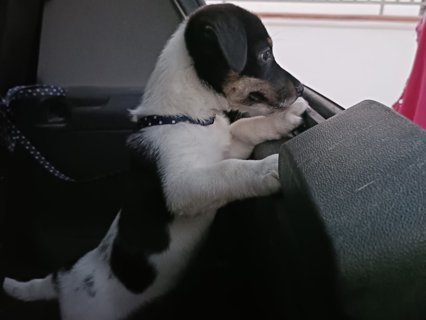 Adotta un cane, maschio, 2 mesi, Napoli