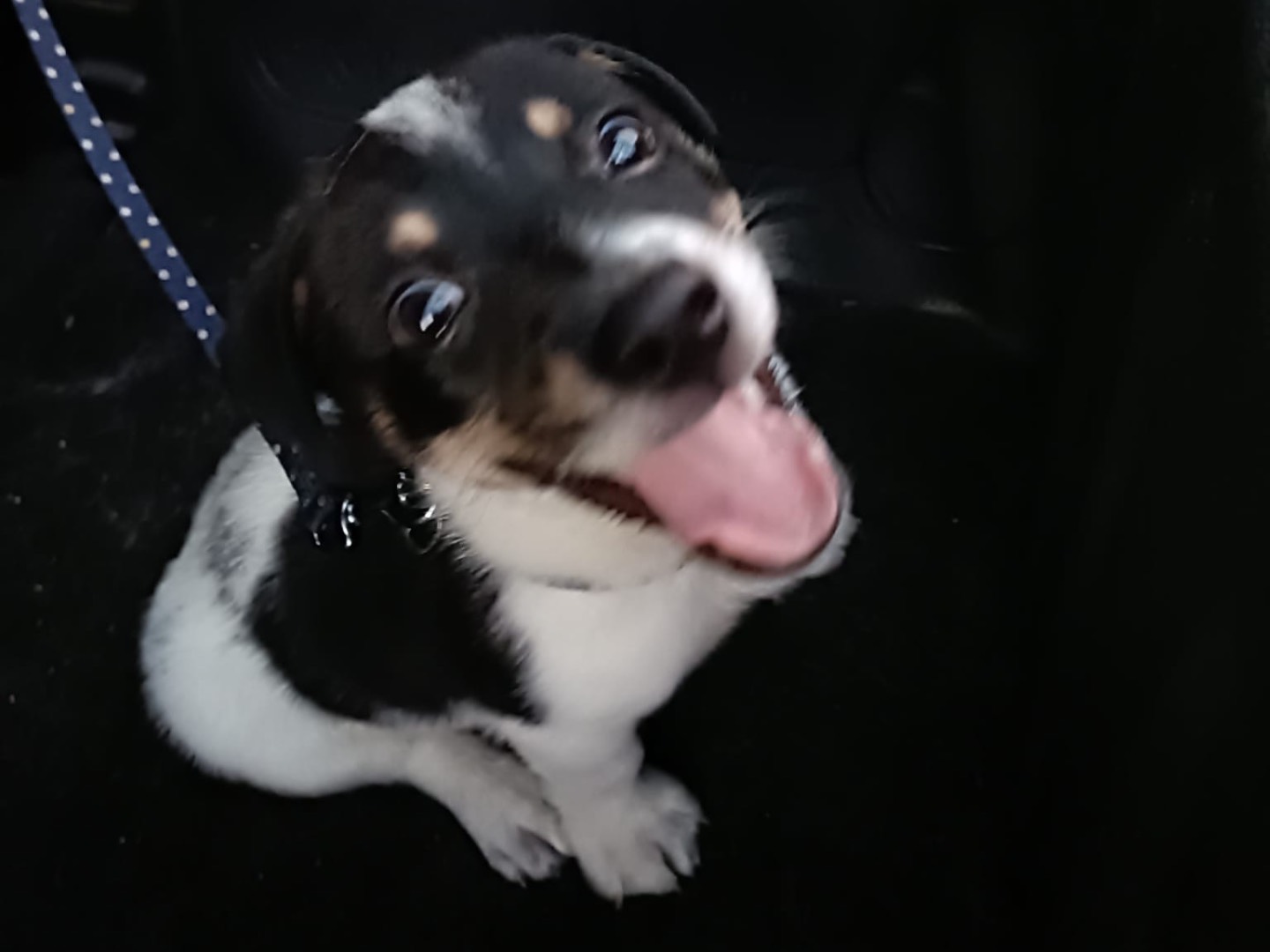 Adotta un cane, taglia piccola, maschio, Napoli