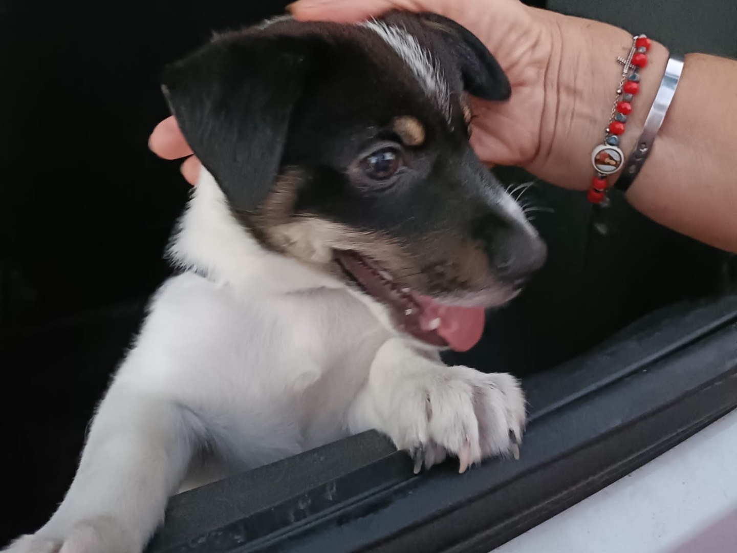 Vuoi adottare un cane a Napoli?