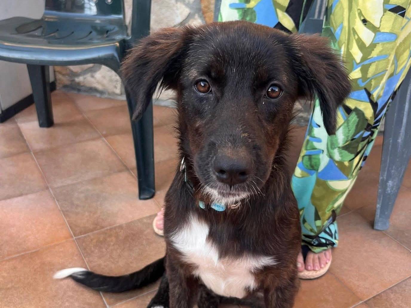 Adozione cane, femmina, Razza sconosciuta Razza sconosciuta, 6 mesi, taglia media contenuta, Cosenza