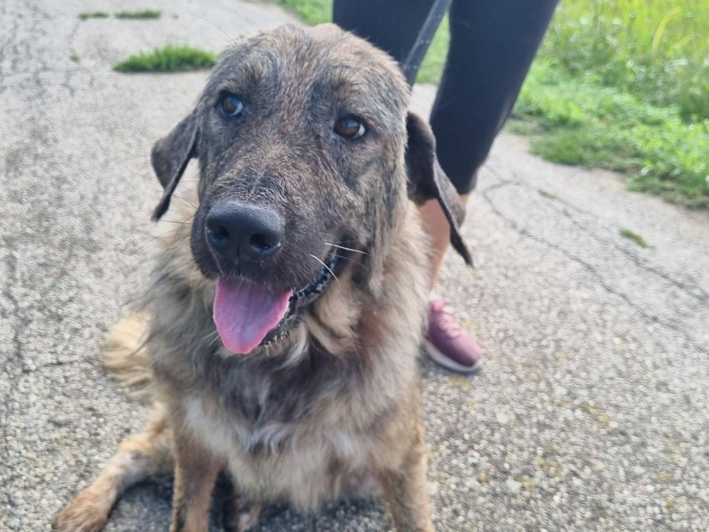 Adotta un cane, femmina, 6 anni e 8 mesi, Pavia