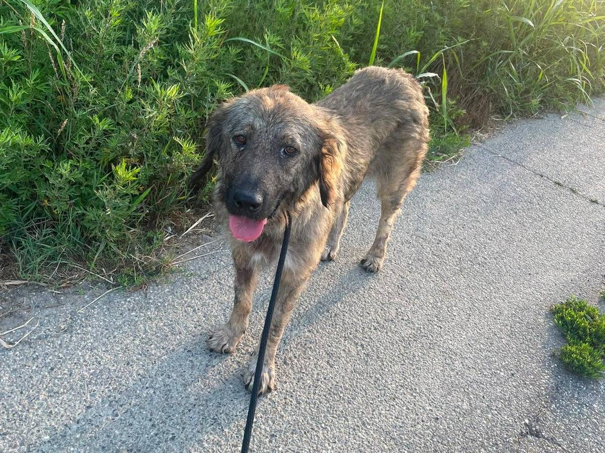 Adotta un cane, taglia grande, femmina, Pavia