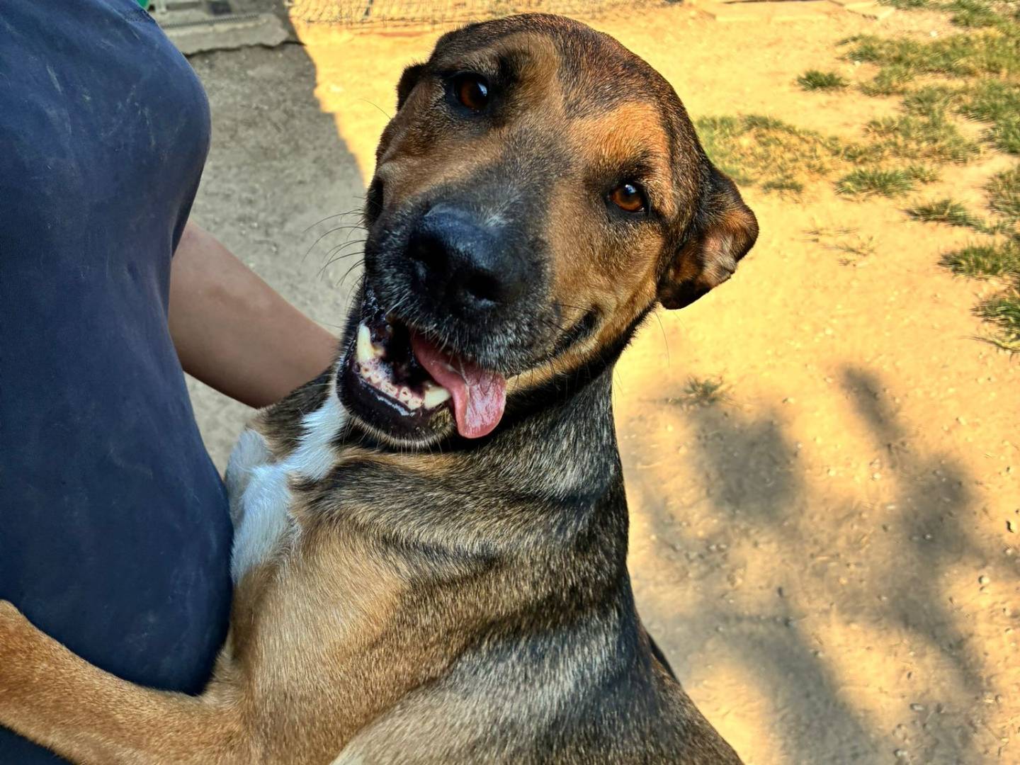 Adotta un cane, maschio, 5 anni e 3 mesi, Pavia
