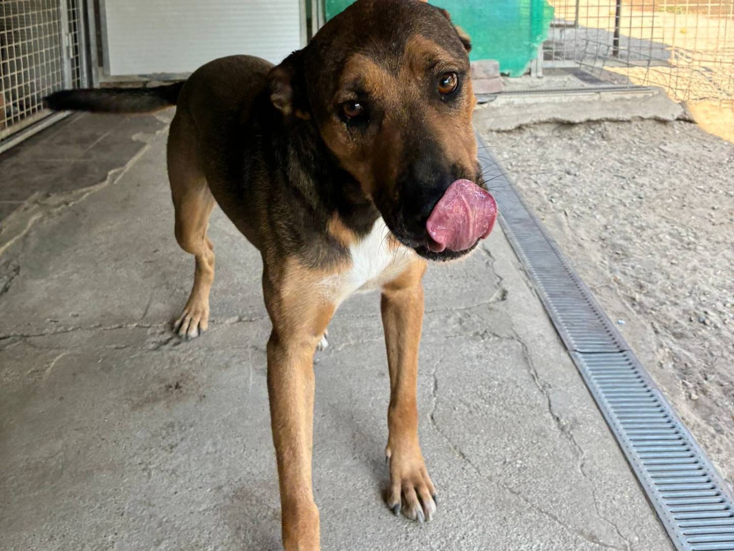 Adotta un cane, taglia media, maschio, Pavia