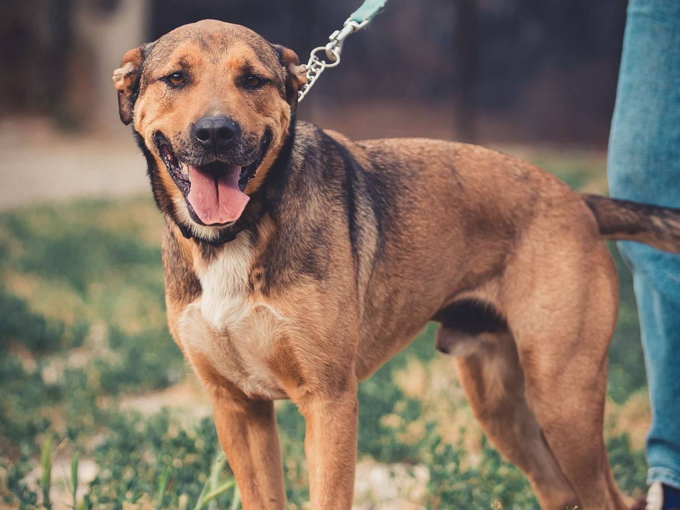 Adozione cane, maschio, Razza sconosciuta Razza sconosciuta, 5 anni e 3 mesi, taglia media, Pavia